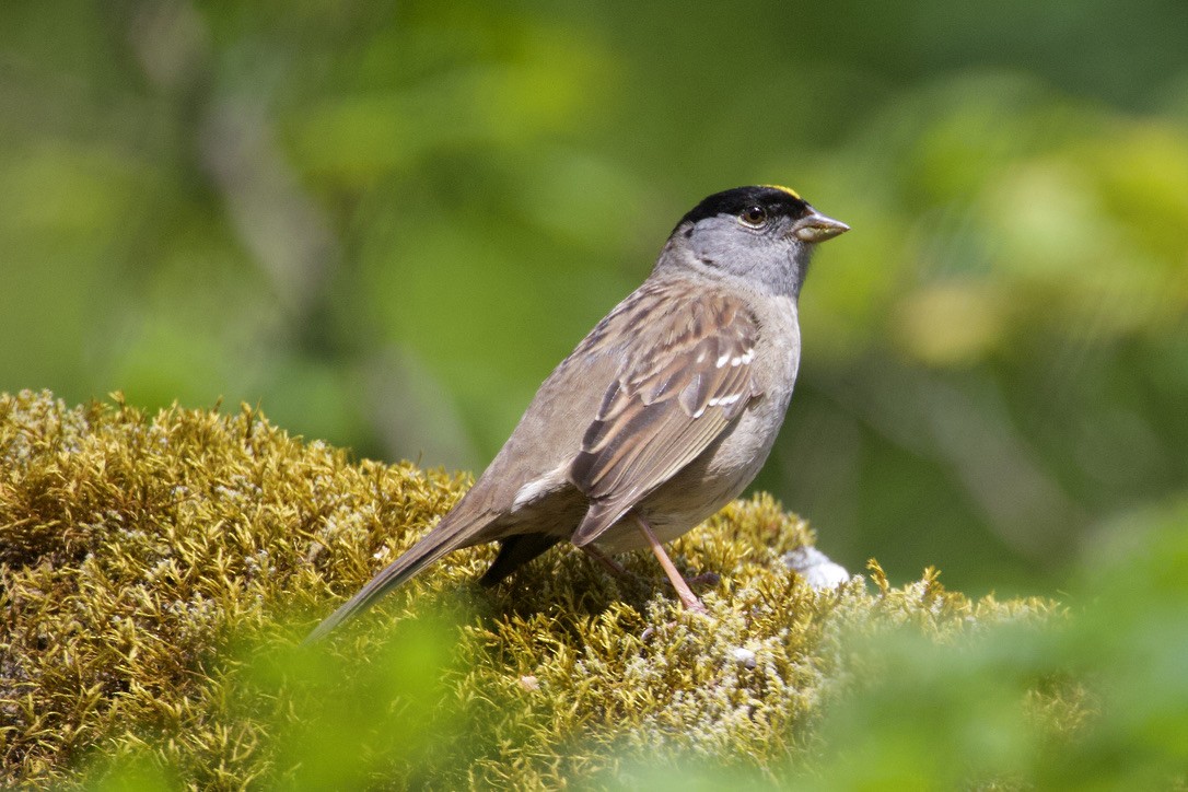 Golden-crowned Sparrow - Gordon Atkins