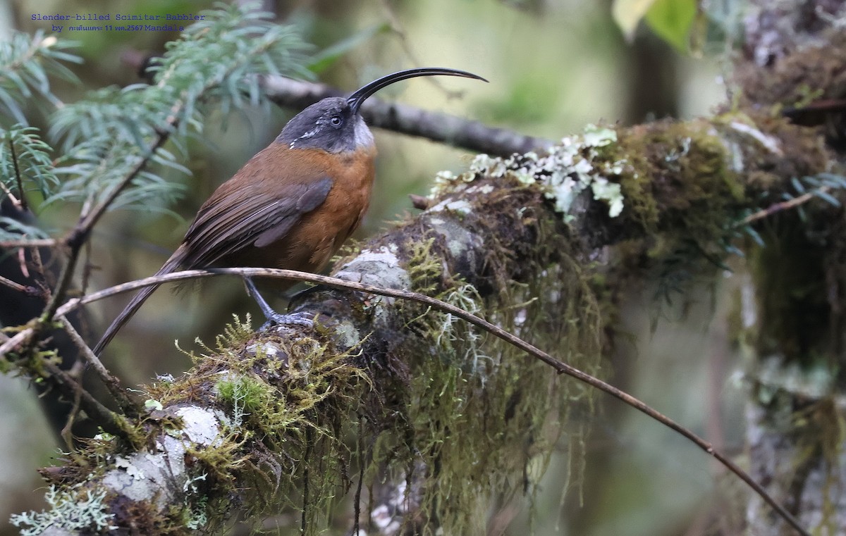 Slender-billed Scimitar-Babbler - ML619441428