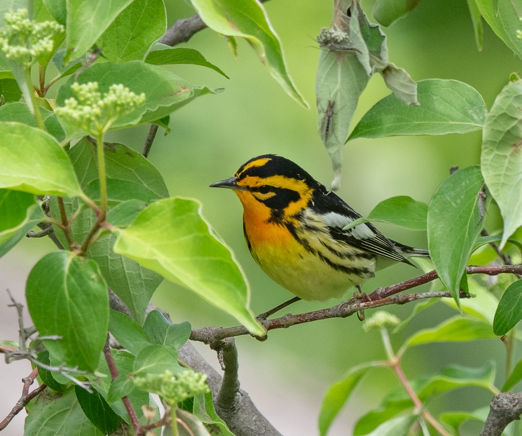 Blackburnian Warbler - Kevin Rutherford