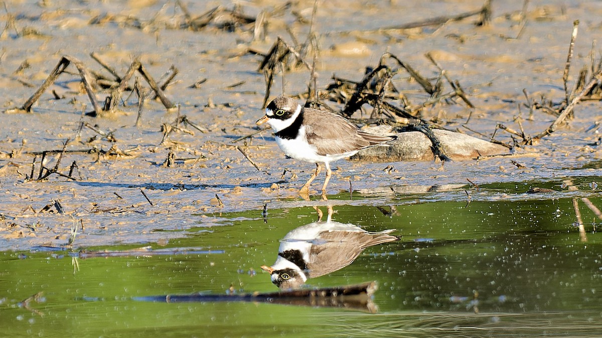 Semipalmated Plover - ML619441441