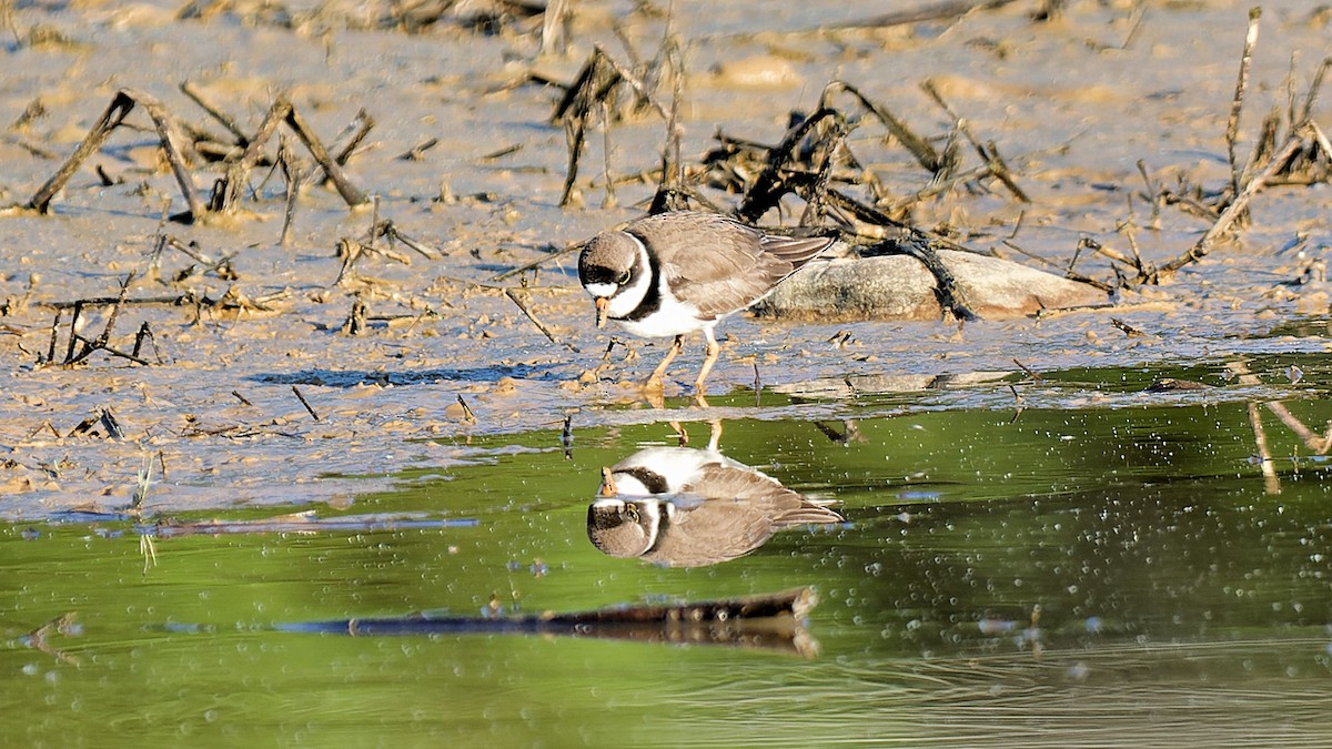 Semipalmated Plover - ML619441442