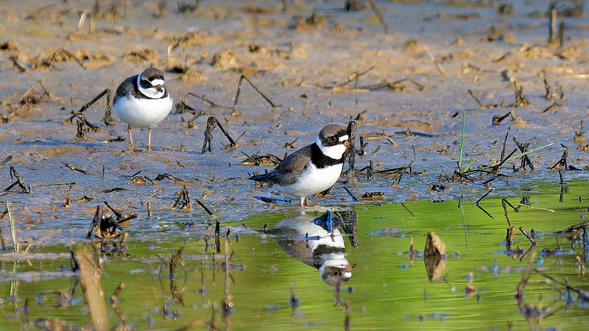 Semipalmated Plover - ML619441443