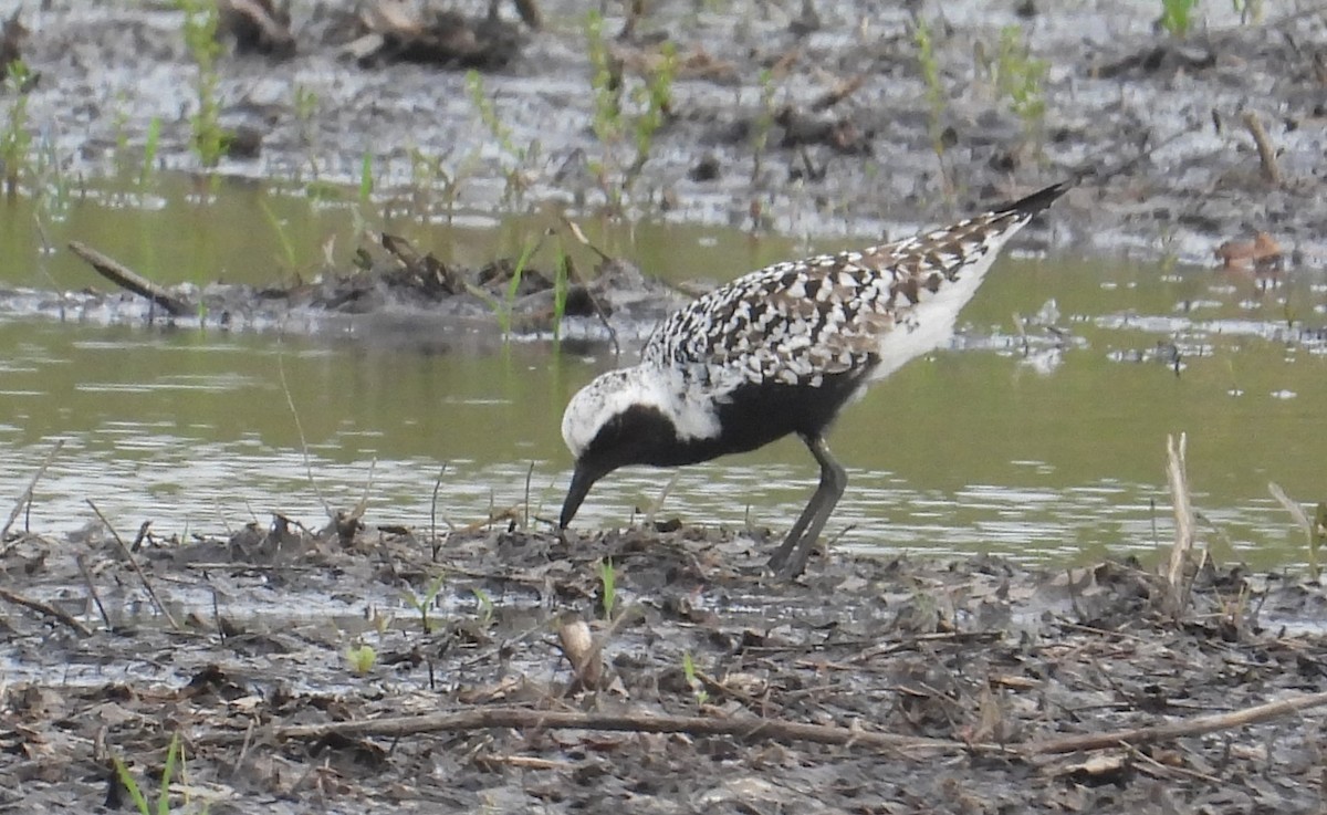 Black-bellied Plover - Matt Tobin