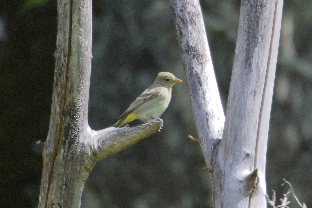 ニシフウキンチョウ - ML619441447