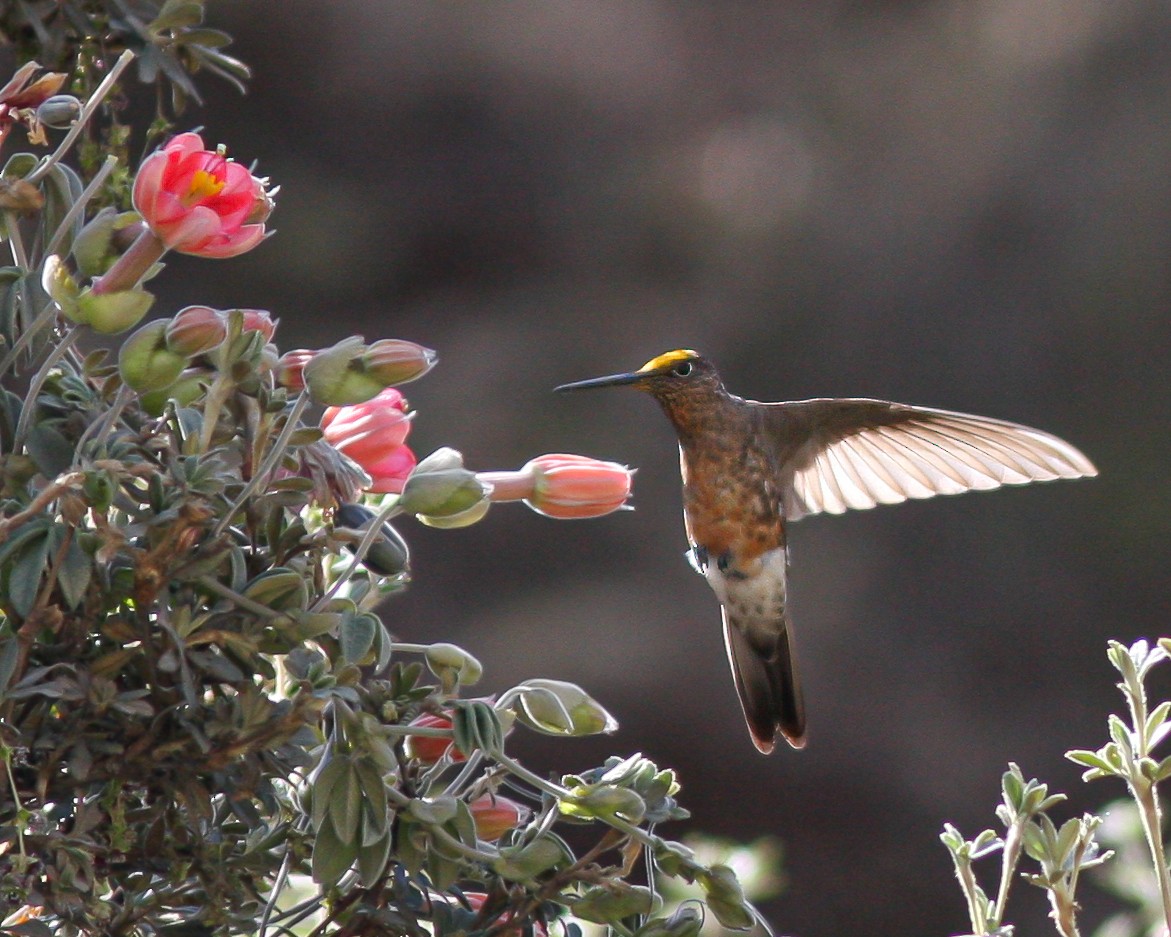 Giant Hummingbird - Per Smith