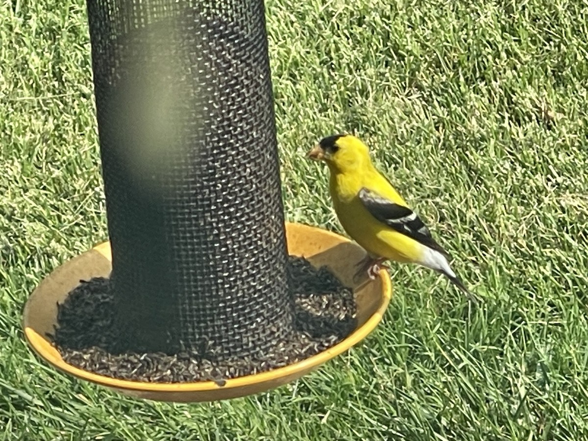 American Goldfinch - Anonymous