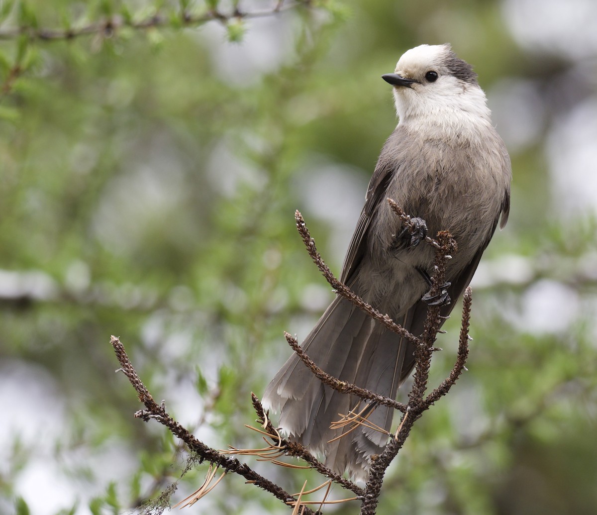 Canada Jay - Eric Heisey