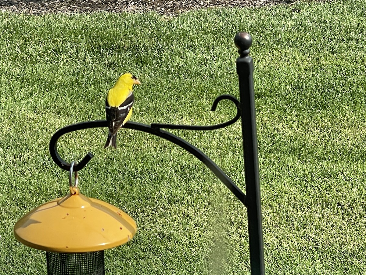 American Goldfinch - Anonymous