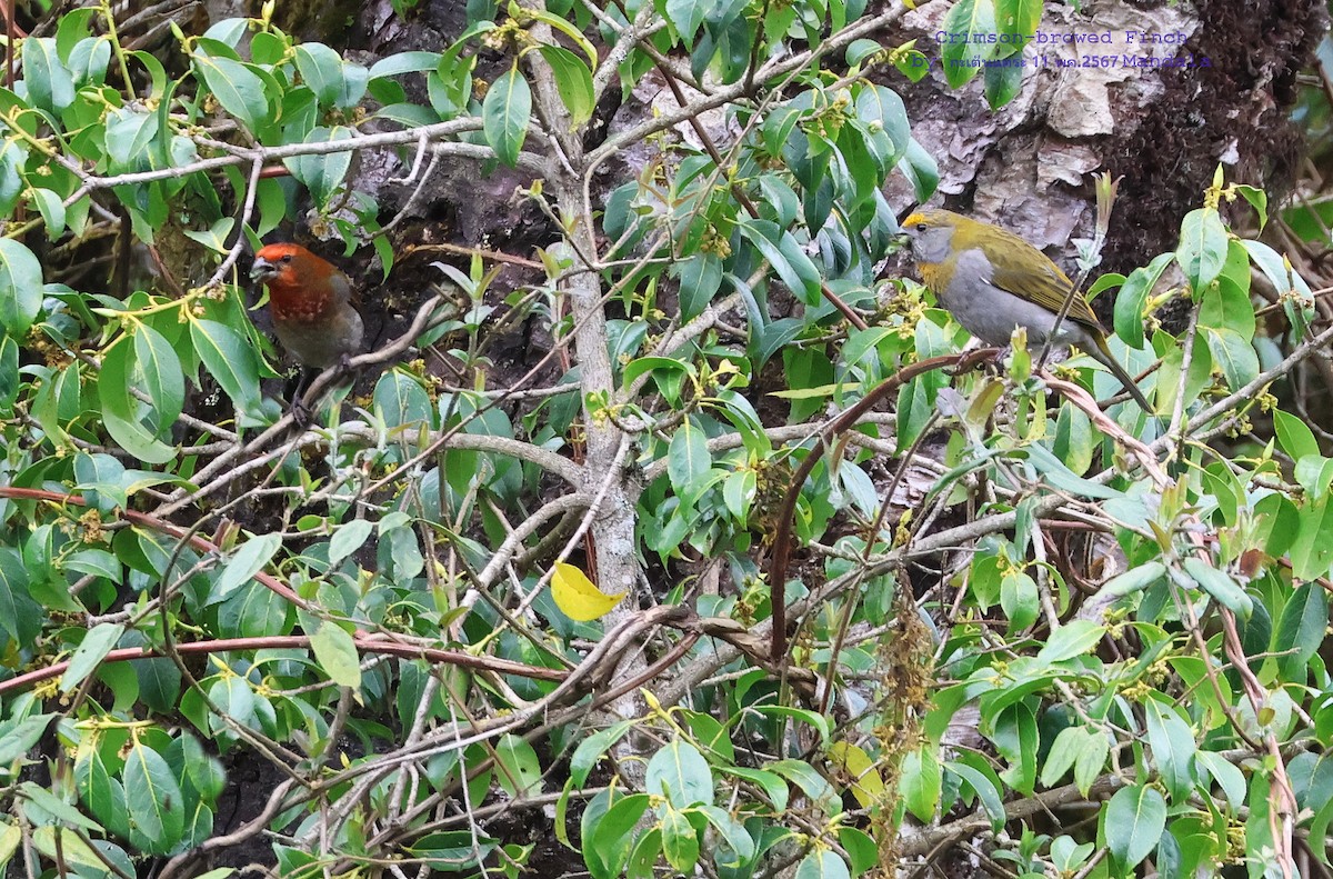 Crimson-browed Finch - Argrit Boonsanguan