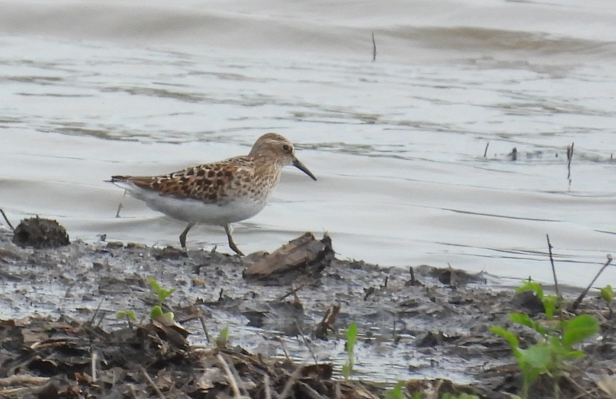 pygmésnipe - ML619441462