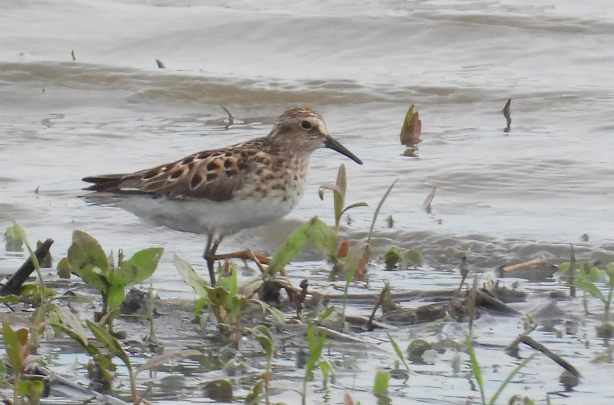 Least Sandpiper - Matt Tobin