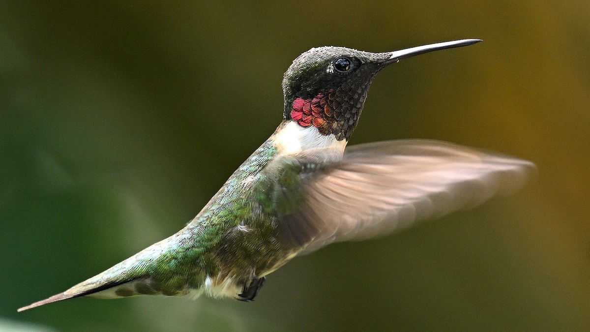 Ruby-throated Hummingbird - Steve Butterworth