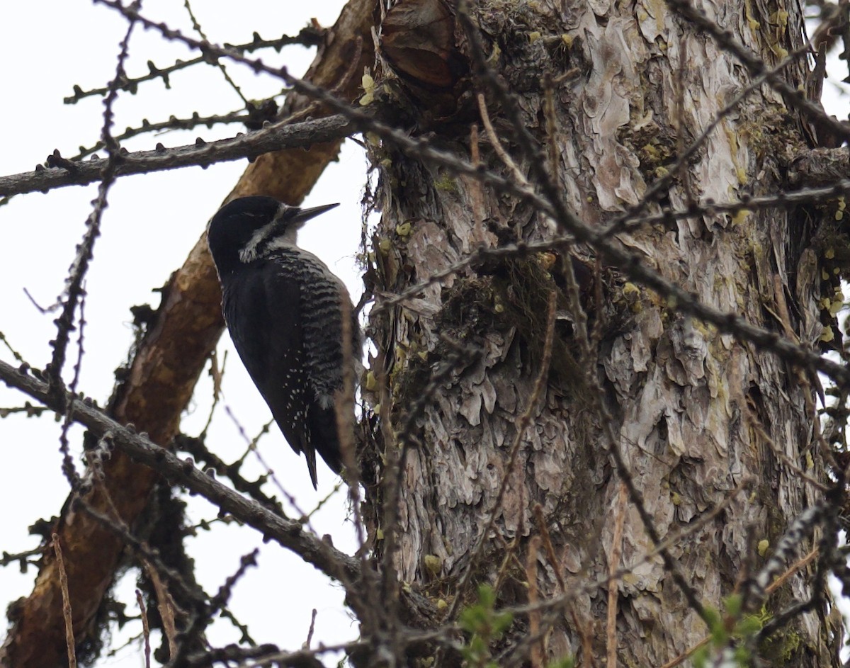 Black-backed Woodpecker - Eric Heisey