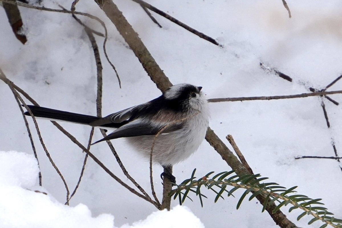 Long-tailed Tit - Cliff Halverson