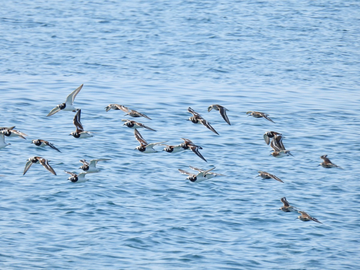 Ruddy Turnstone - Kris Ito