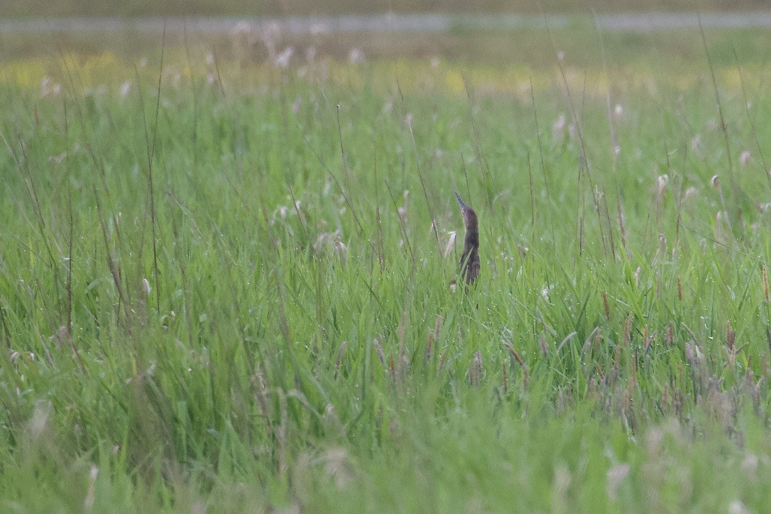 American Bittern - Gordon Atkins