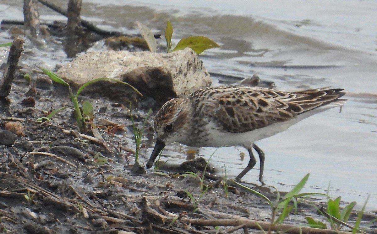 sandsnipe - ML619441487