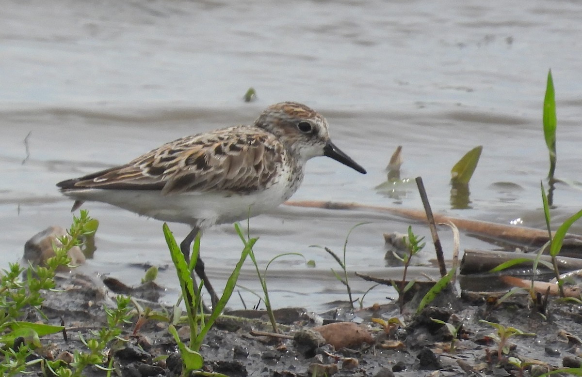 sandsnipe - ML619441489