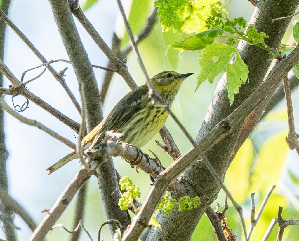 Cape May Warbler - Kevin Rutherford