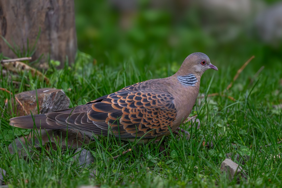 Oriental Turtle-Dove - Vivek Saggar