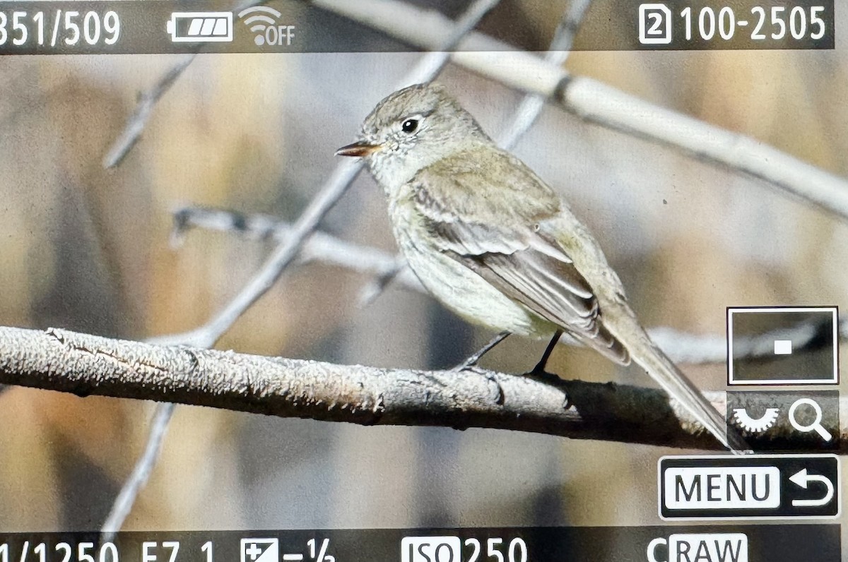 Dusky Flycatcher - Craig Heberton