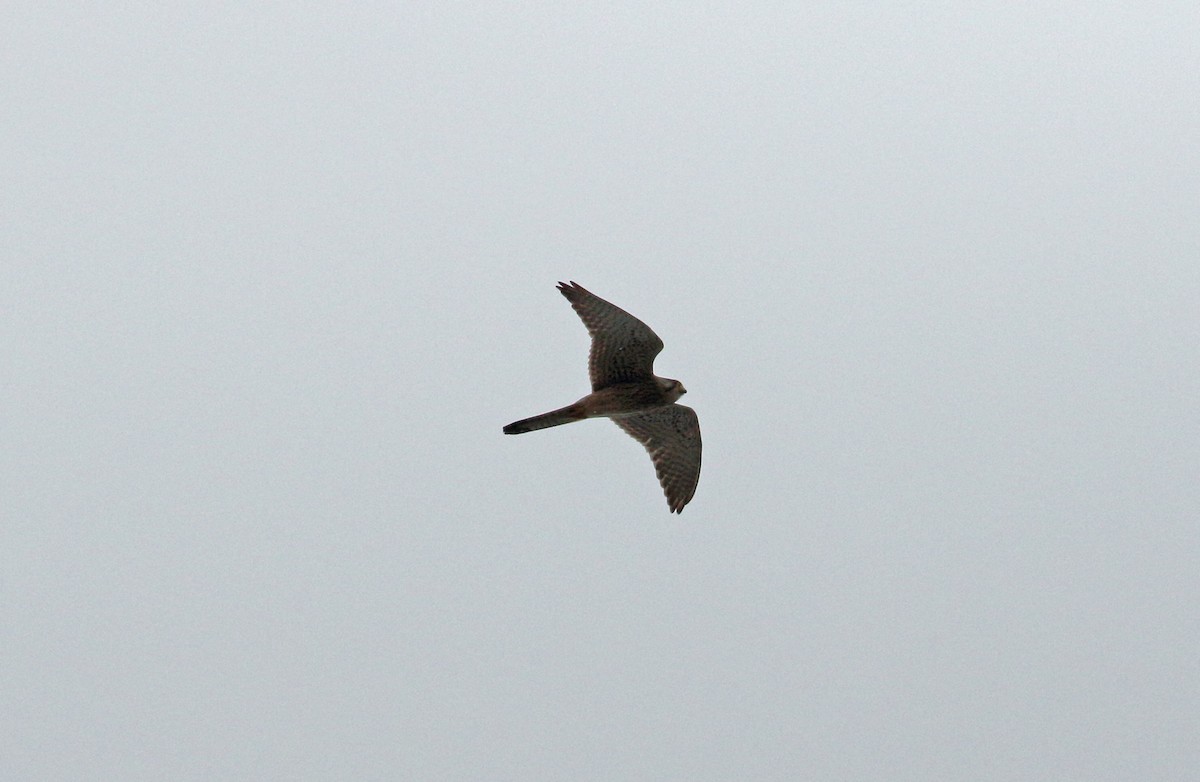 Eurasian Kestrel - Andrew Steele