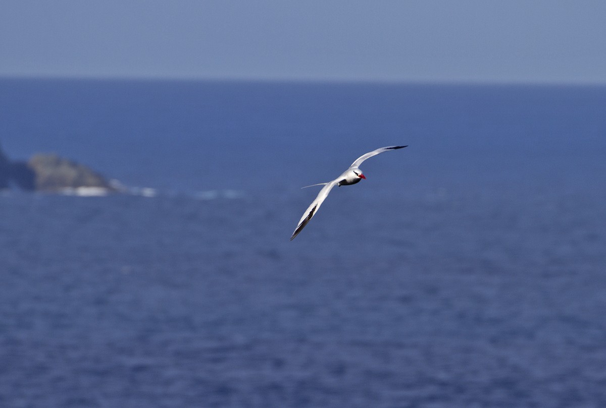 Red-billed Tropicbird - ML619441504