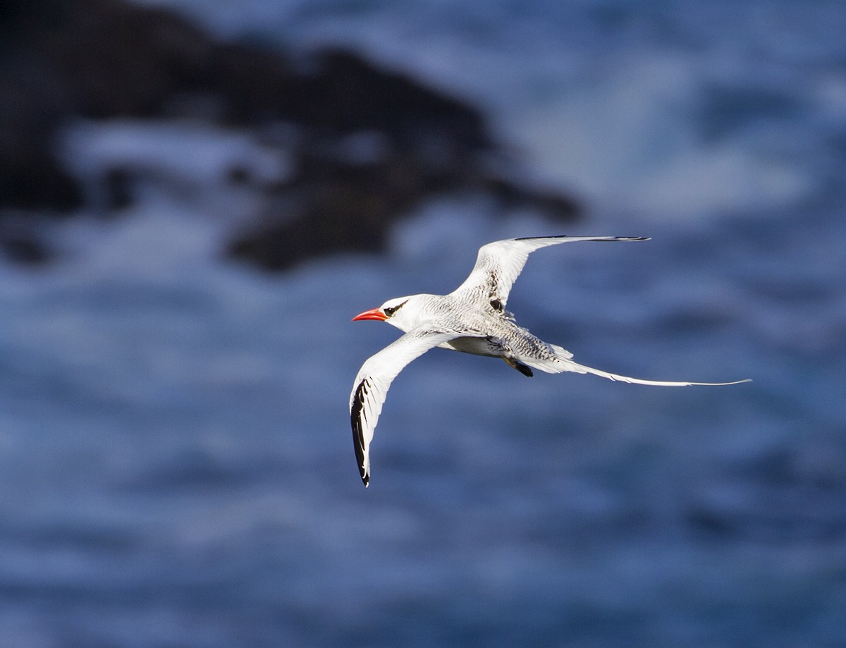 Red-billed Tropicbird - ML619441505