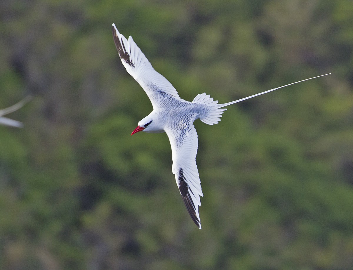 Red-billed Tropicbird - ML619441507