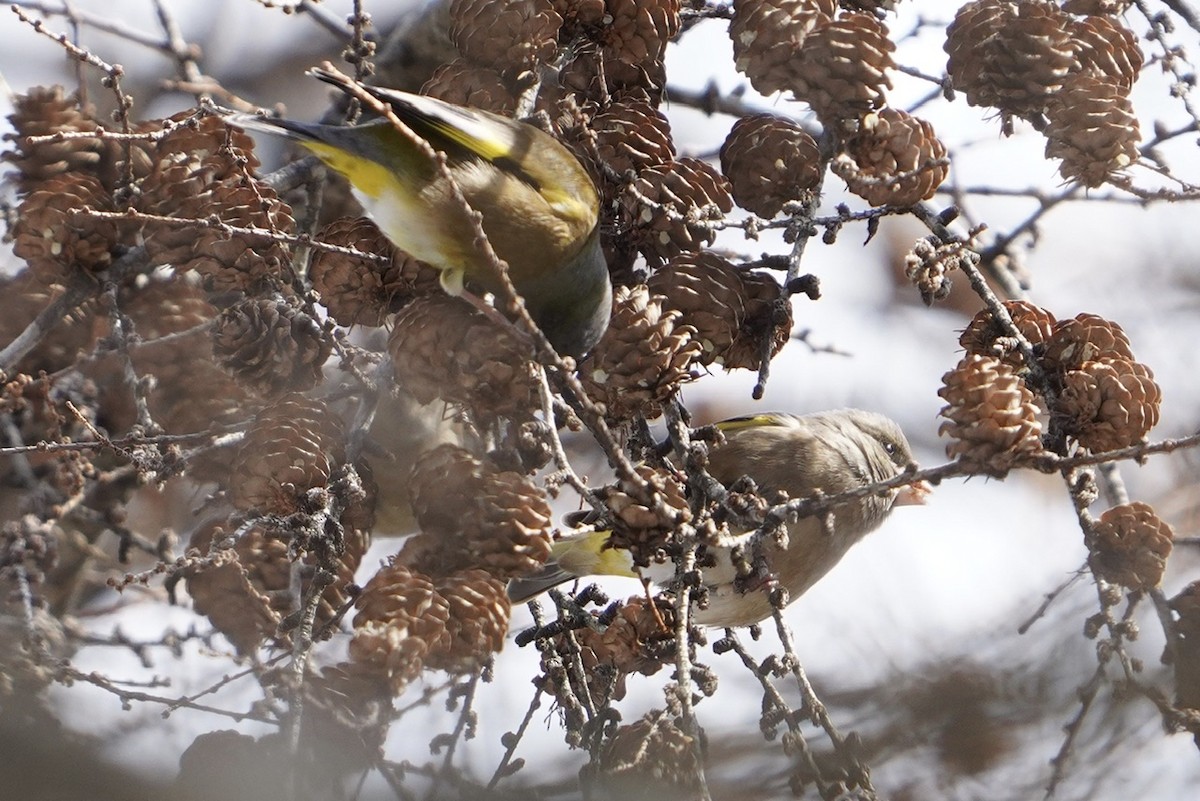 Oriental Greenfinch - Cliff Halverson