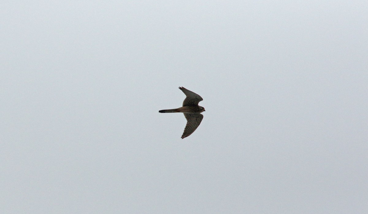 Eurasian Kestrel - Andrew Steele