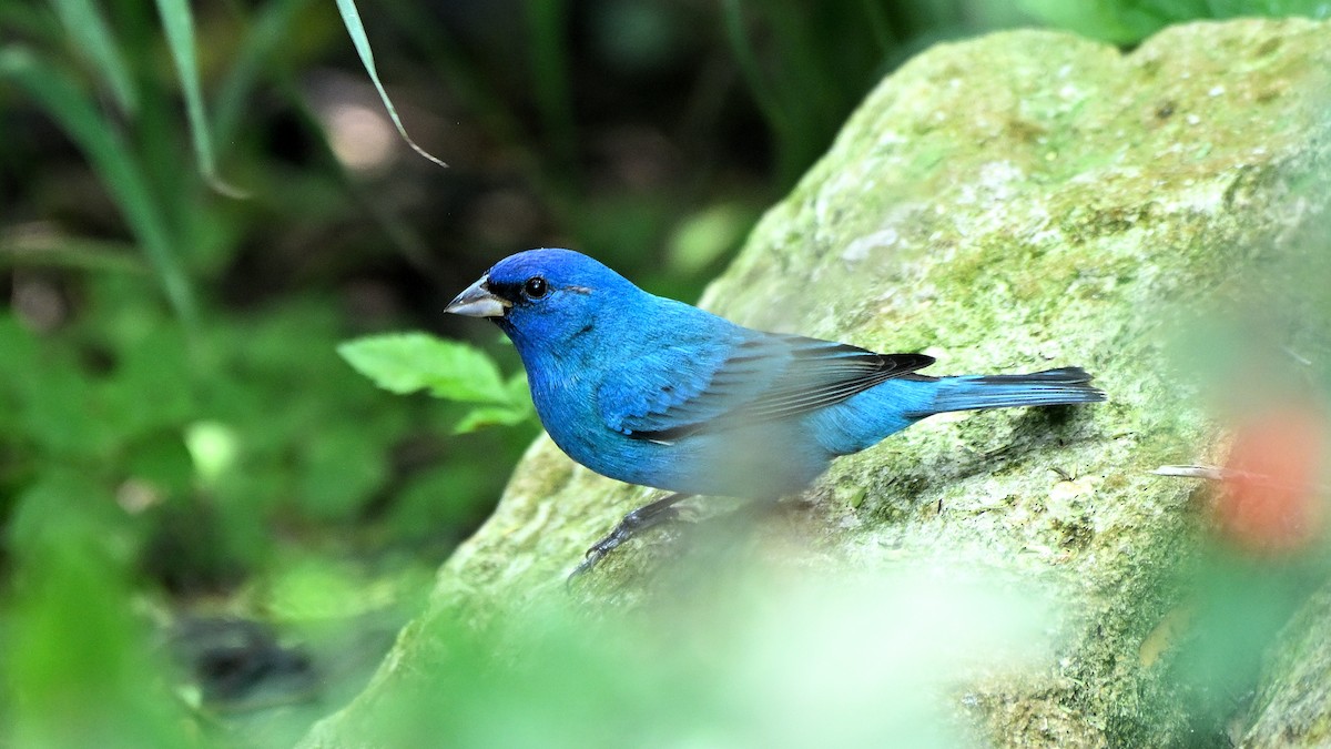 Indigo Bunting - Steve Butterworth