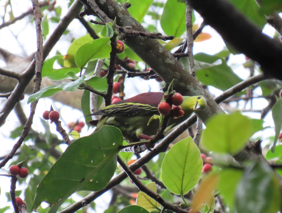 Sri Lanka Green-Pigeon - Bosco Chan