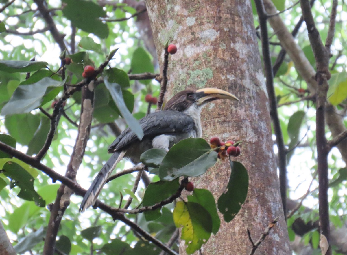 Sri Lanka Gray Hornbill - Bosco Chan