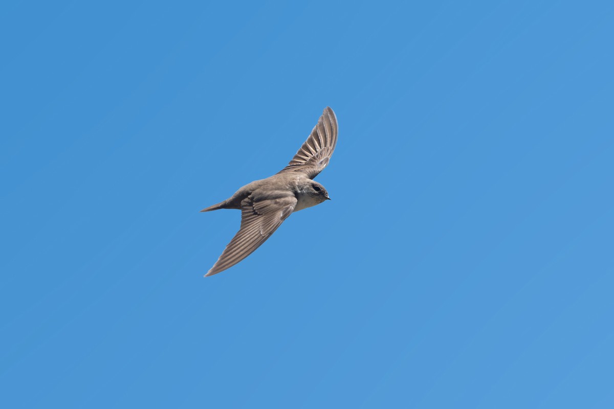 Eurasian Crag-Martin - Vivek Saggar