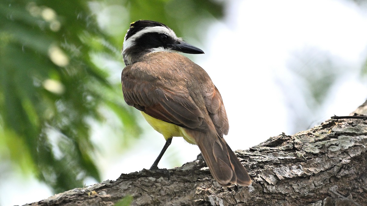 Great Kiskadee - Steve Butterworth