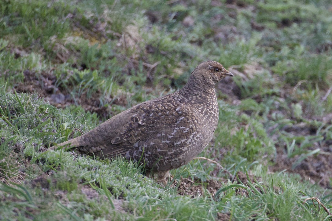 Sooty Grouse - ML619441555