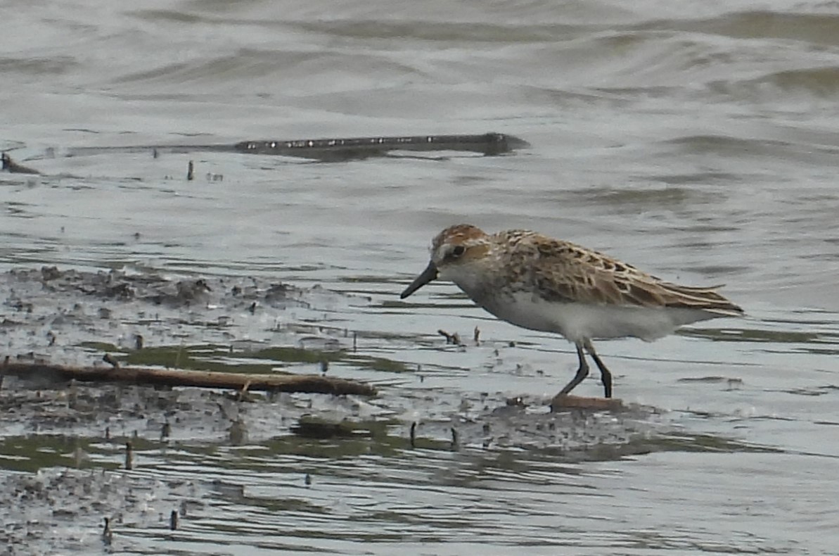 sandsnipe - ML619441560