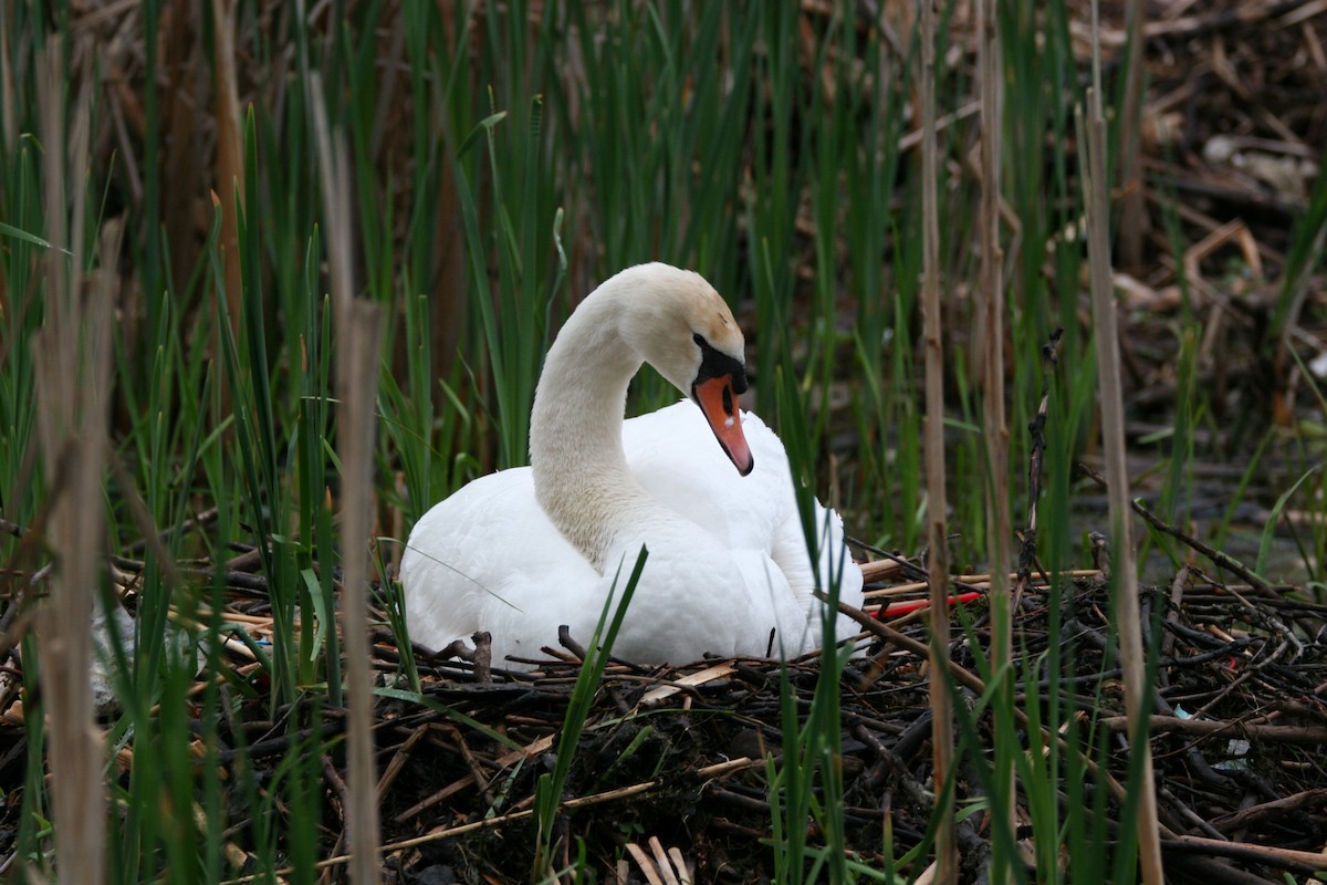 Mute Swan - ML619441563