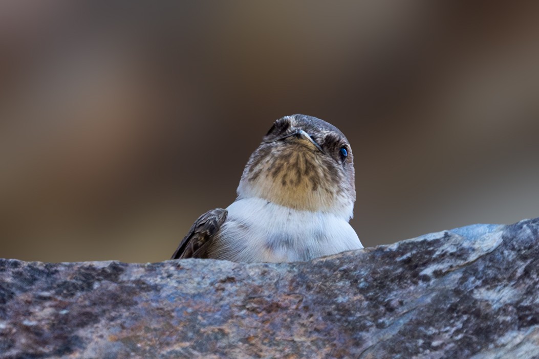 Eurasian Crag-Martin - Vivek Saggar