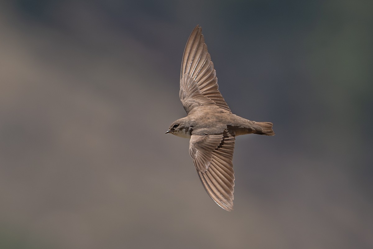 Eurasian Crag-Martin - Vivek Saggar