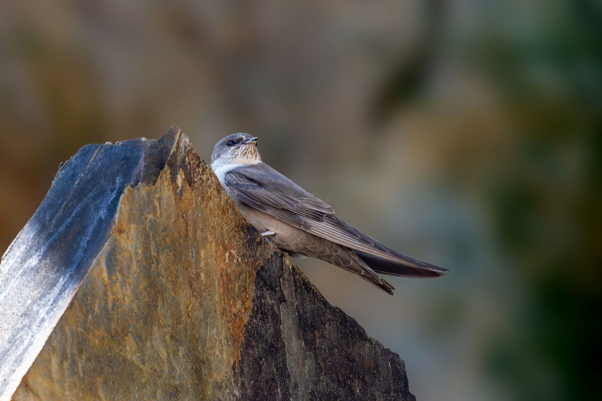 Eurasian Crag-Martin - Vivek Saggar