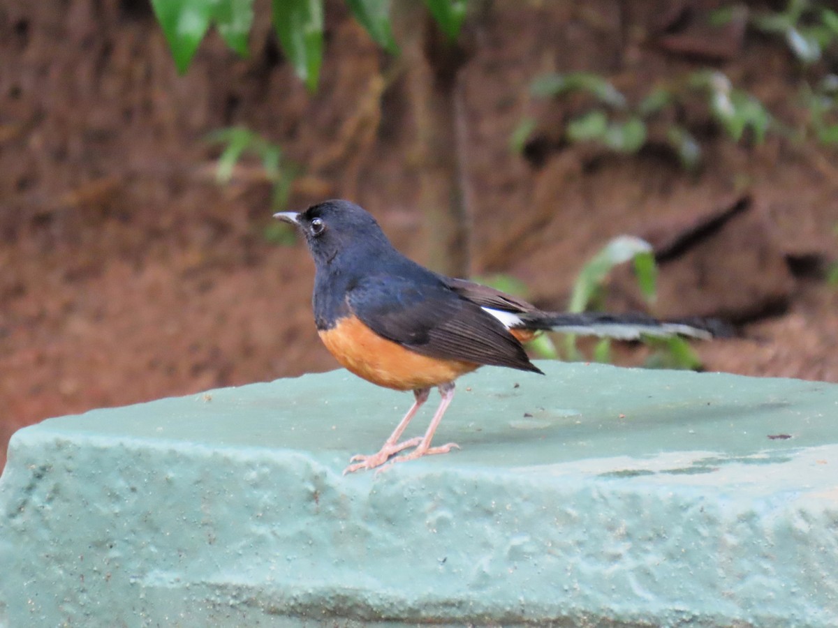 White-rumped Shama - Bosco Chan