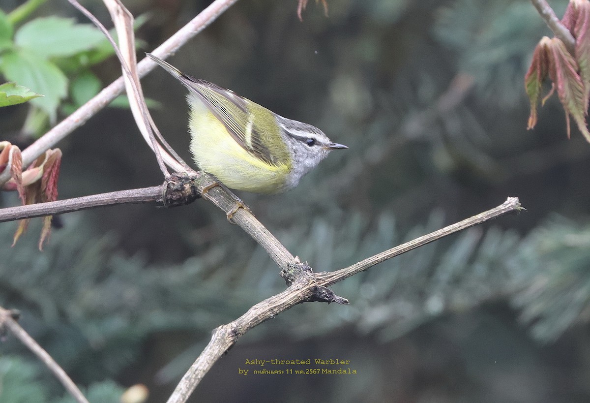 Ashy-throated Warbler - ML619441570