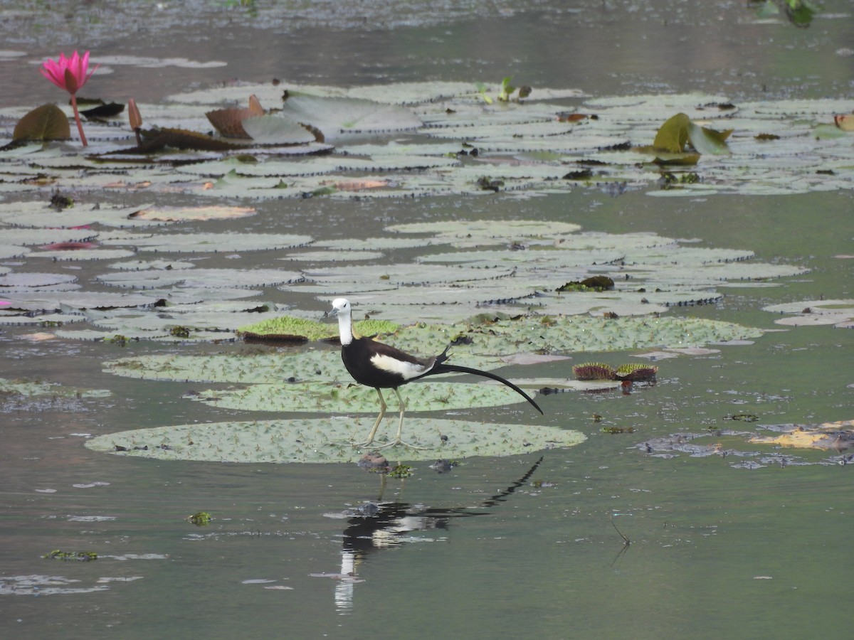 Pheasant-tailed Jacana - Pallab Saikia