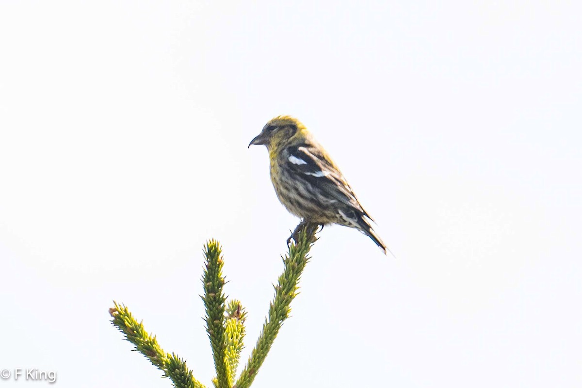 White-winged Crossbill - Frank King