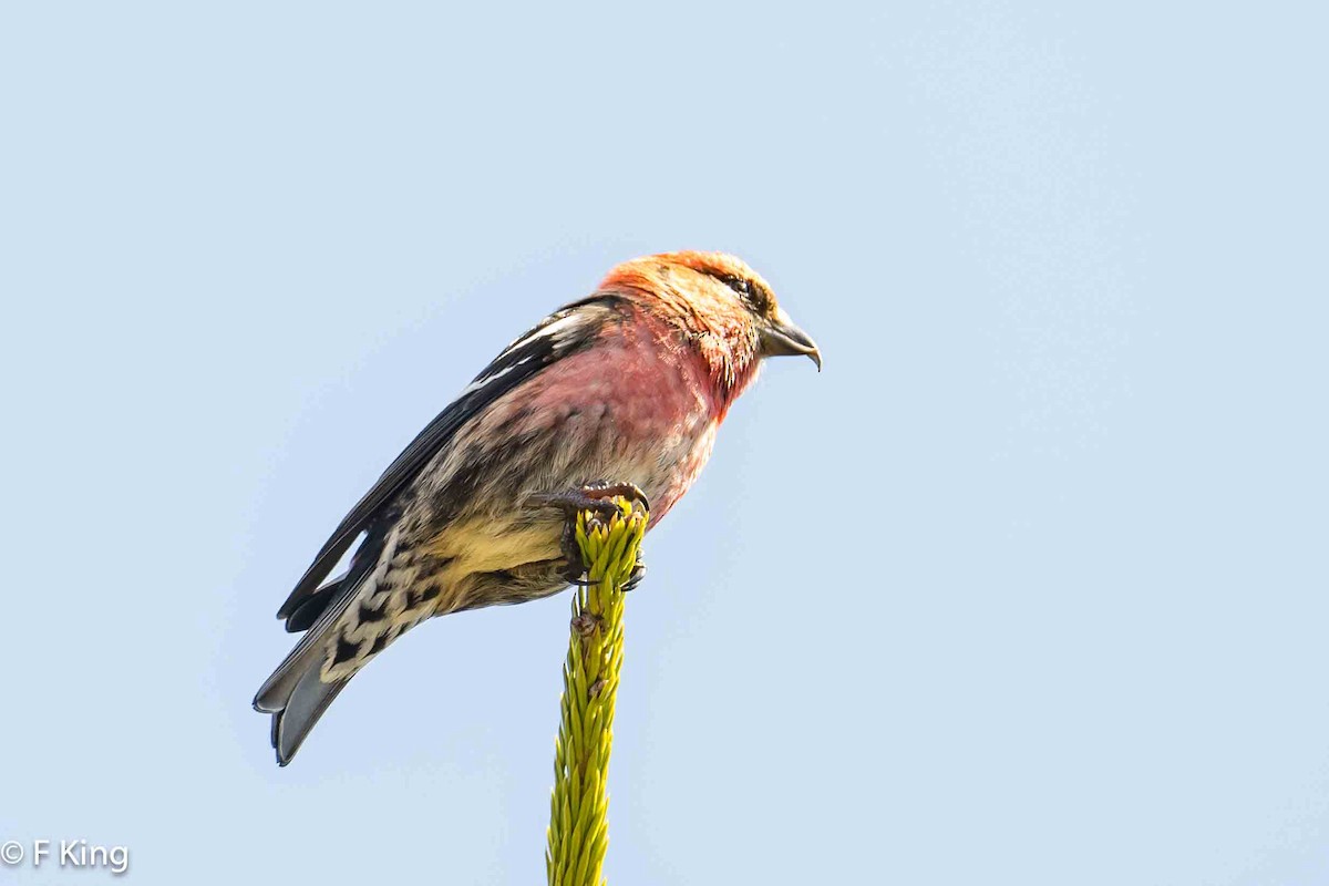 White-winged Crossbill - Frank King