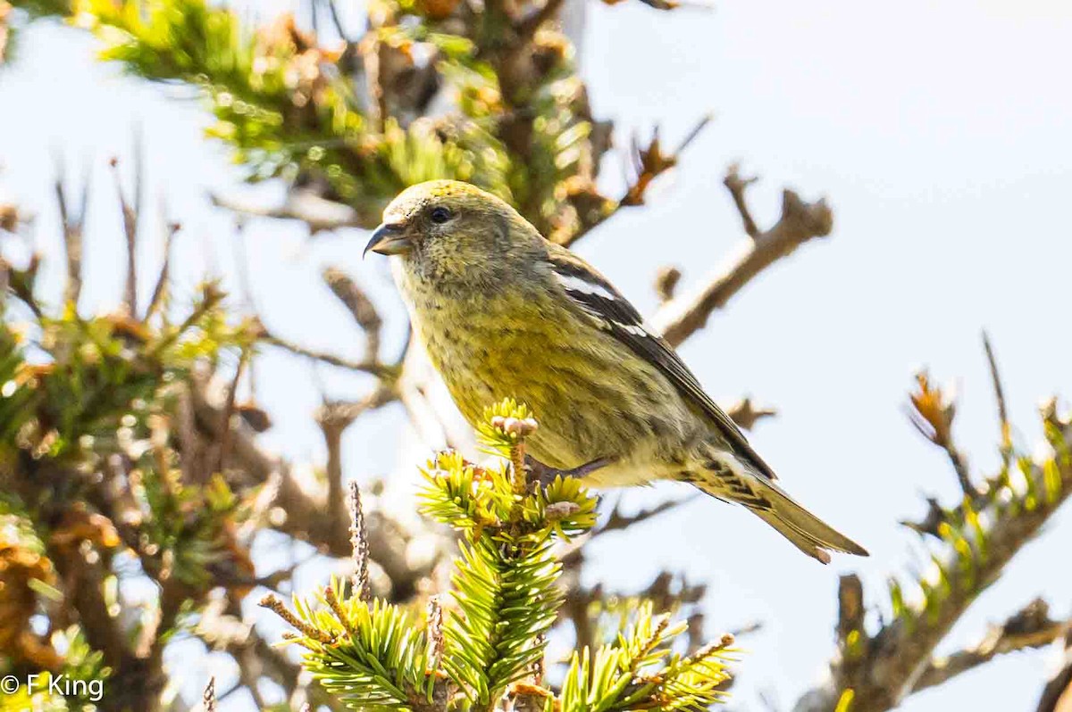 White-winged Crossbill - Frank King