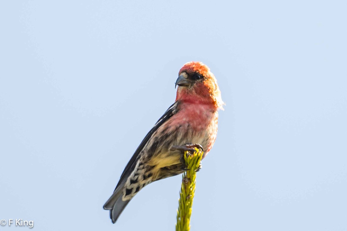 White-winged Crossbill - Frank King