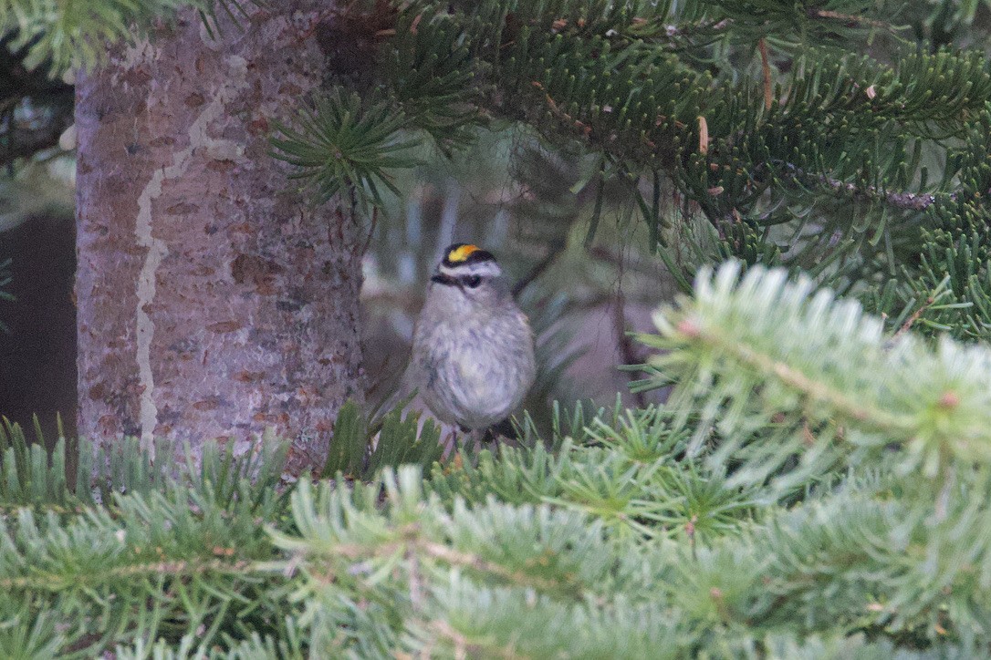 Golden-crowned Kinglet - Gordon Atkins